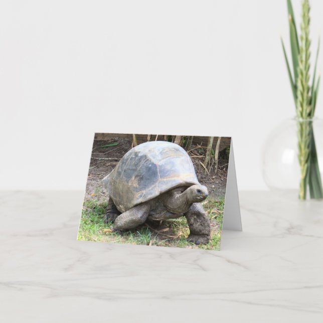 Aldabra Giant Tortoise Photo Folded Note Card (Front)