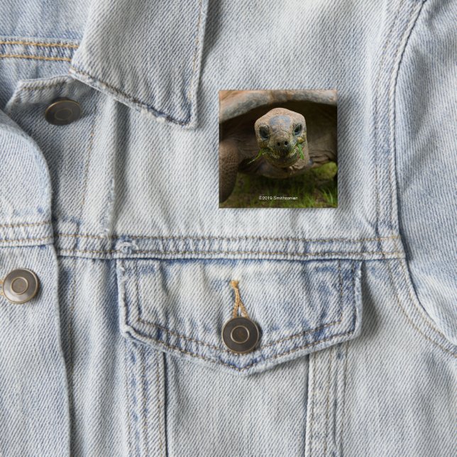 Aldabra Tortoise Feeding 2 Inch Square Button (In Situ)