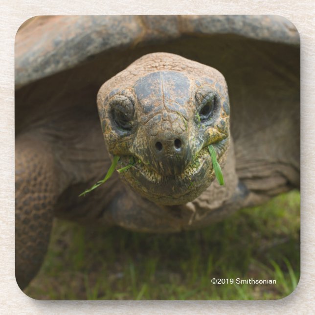 Aldabra Tortoise Feeding Coaster (Front)