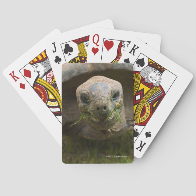 Aldabra Tortoise Feeding Playing Cards (Back)
