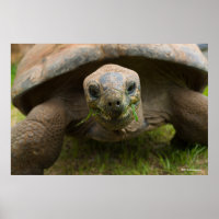Aldabra Tortoise Feeding