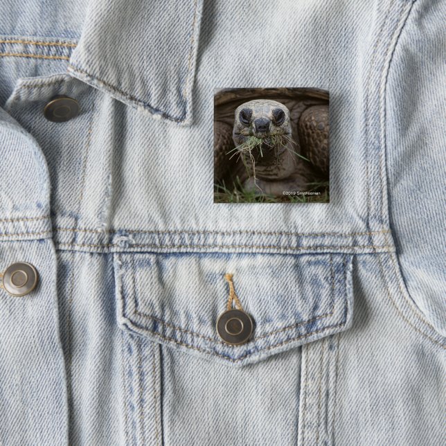 Aldabra Tortoise Grazing 2 Inch Square Button (In Situ)