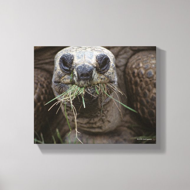 Aldabra Tortoise Grazing Canvas Print (Front)
