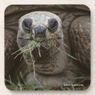 Aldabra Tortoise Grazing Coaster