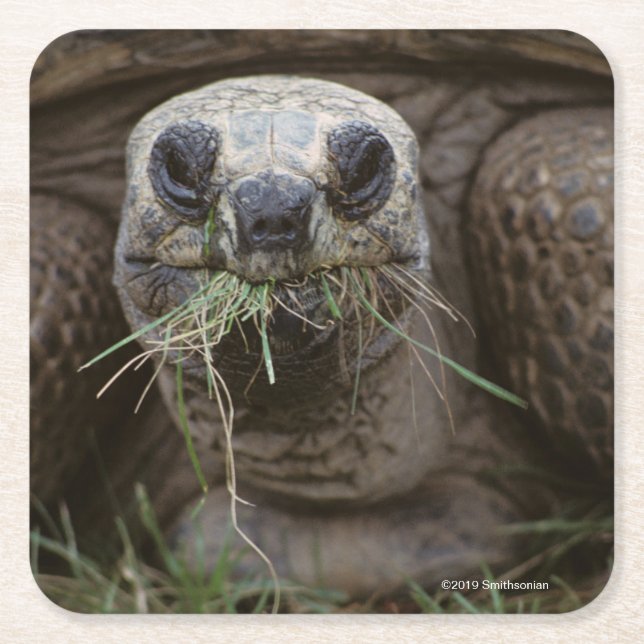 Aldabra Tortoise Grazing Square Paper Coaster (Front)