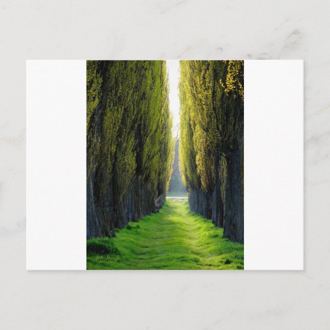 ALEJAWroclaw Poland Postcard (Front)