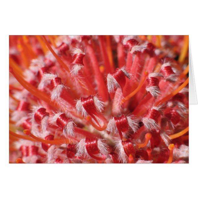 Alemany Beauty (Front Horizontal)