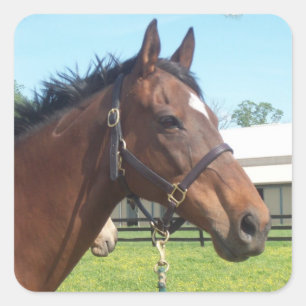 Alert Arab Horse Stickers