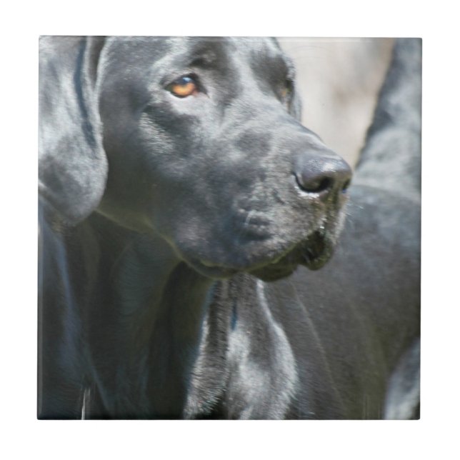 Alert Black Labrador Retriever Dog Tile (Front)