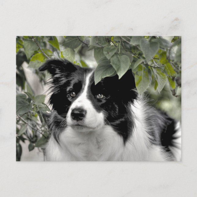 Alert Border Collie in Green Woods Postcard (Front)
