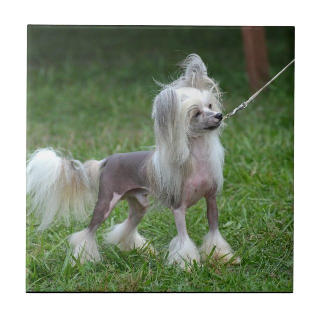 Alert Chinese Crested Dog Tile (Front)