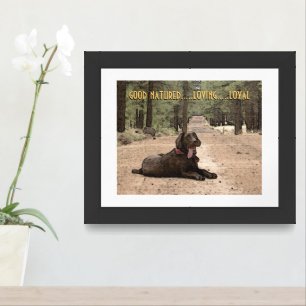 Alert Chocolate Lab On A Forest Trail Custom Text Poster