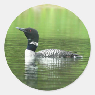 Alert Common Loon Stickers