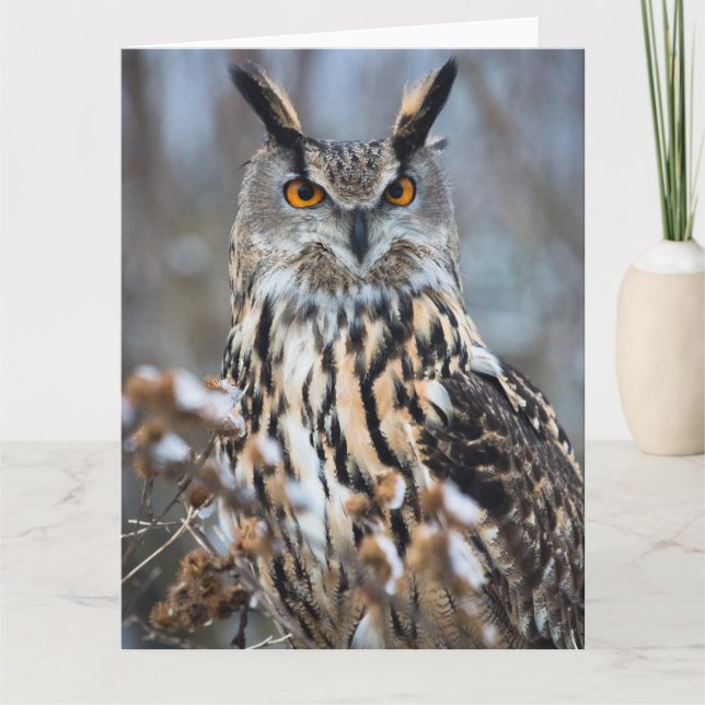 Alert Eagle Owl Card (Front)