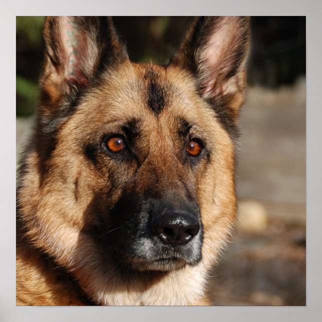 Alert German Shepherd Poster (Front)