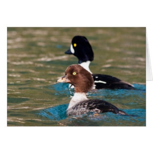 Alert Goldeneye