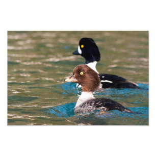 Alert Goldeneye Photo Print