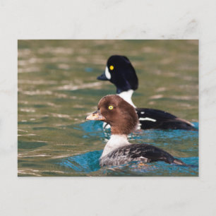 Alert Goldeneye Postcard