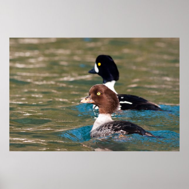 Alert Goldeneye Poster (Front)