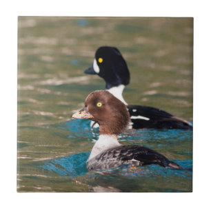 Alert Goldeneye Tile