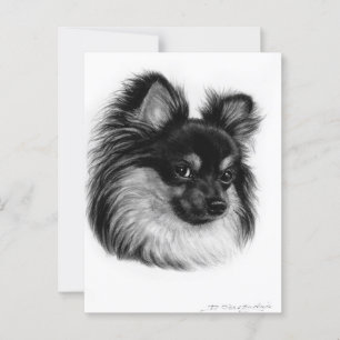 Alert Long Haired Chihuahua Hand Drawn Art Postcard
