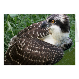 Alert Osprey