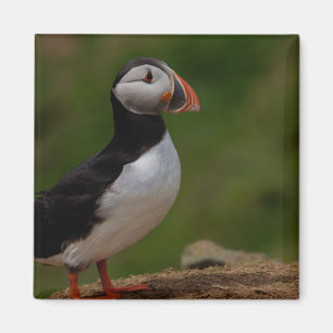 Alert Puffin Magnet