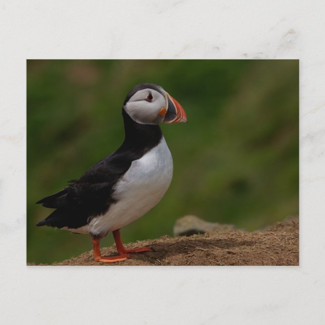 Alert Puffin Postcard (Front)