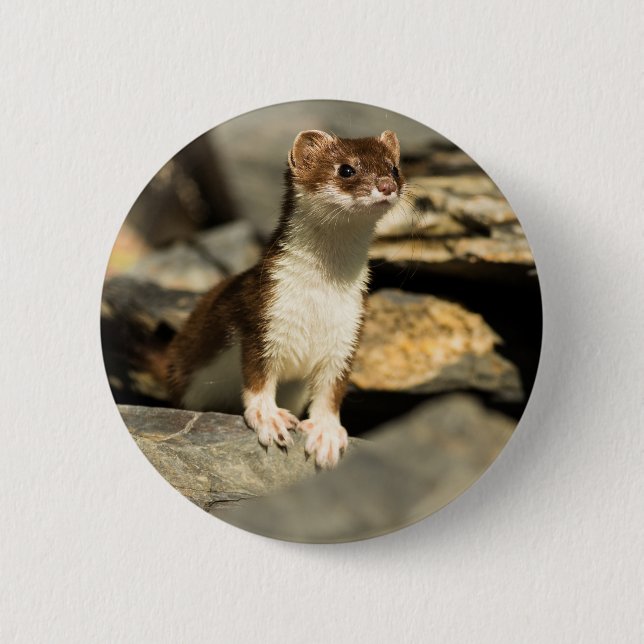 Alert Weasel 2 Inch Round Button (Front)