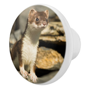 Alert Weasel Ceramic Knob