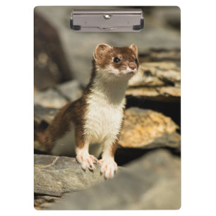 Alert Weasel Clipboard