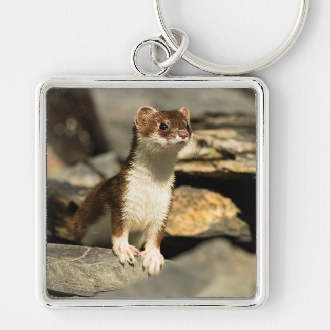 Alert Weasel Keychain (Front)