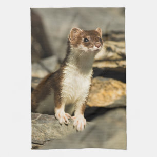 Alert Weasel Kitchen Towel