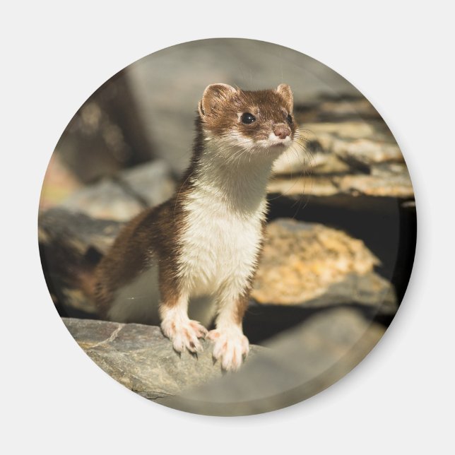 Alert Weasel Magnet (Front)