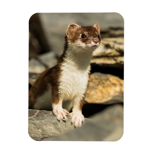 Alert Weasel Magnet (Vertical)