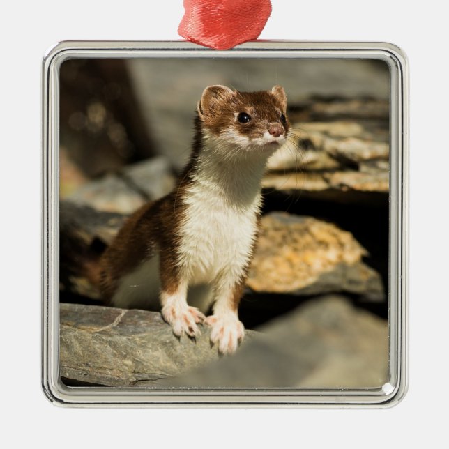Alert Weasel Metal Ornament (Front)