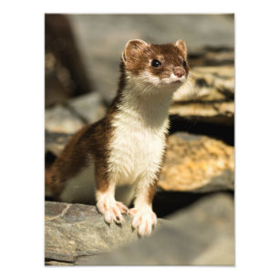 Alert Weasel Photo Print