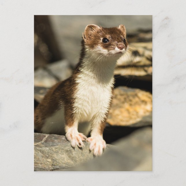 Alert Weasel Postcard (Front)