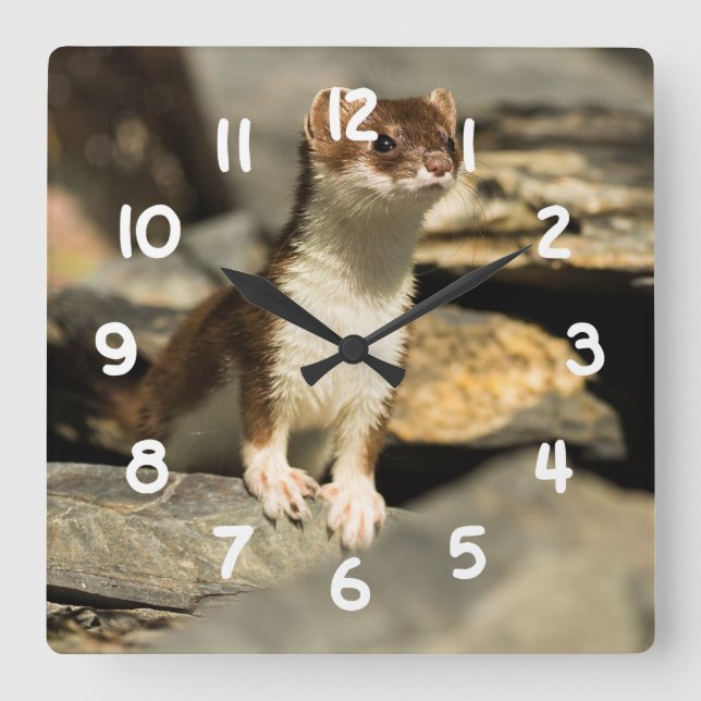 Alert Weasel Square Wall Clock (Front)