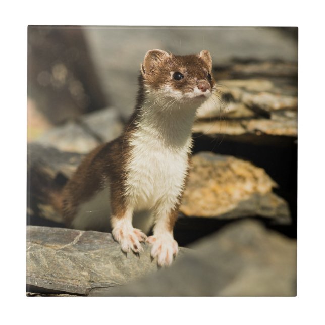 Alert Weasel Tile (Front)