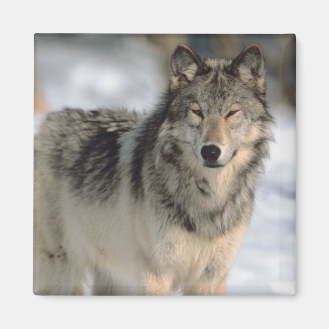 Alert Wolf Magnet (Front)