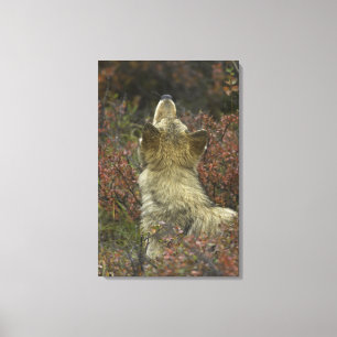 Alert young Grey wolf (Canis lupus) sniffing Canvas Print