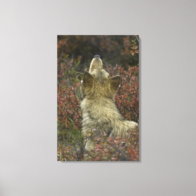 Alert young Grey wolf (Canis lupus) sniffing Canvas Print (Front)