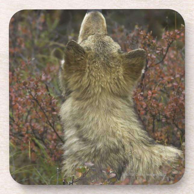 Alert young Grey wolf (Canis lupus) sniffing Coaster (Front)