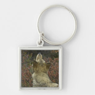 Alert young Grey wolf (Canis lupus) sniffing Keychain