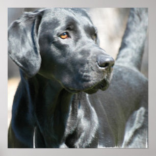 Alerte Black Labrador Retriever Doing Poster