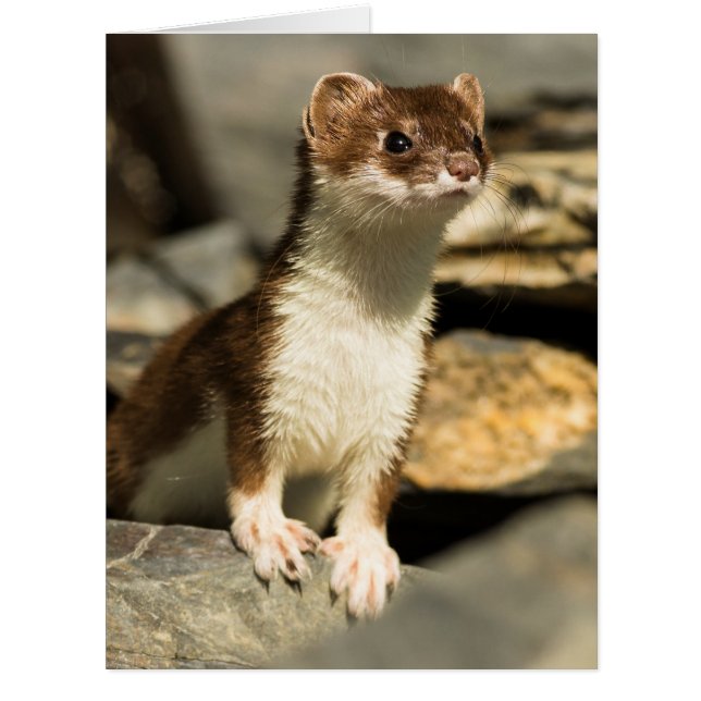 Alerte Weasel (Devant)