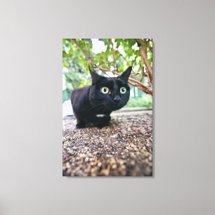 alerted cat hiding under bush. canvas print