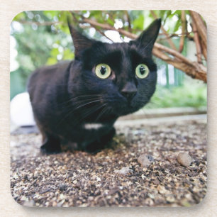 alerted cat hiding under bush. coaster