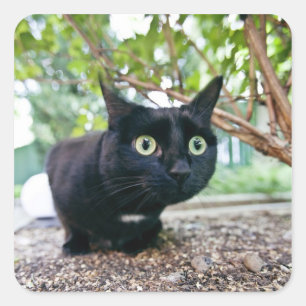 alerted cat hiding under bush. square sticker